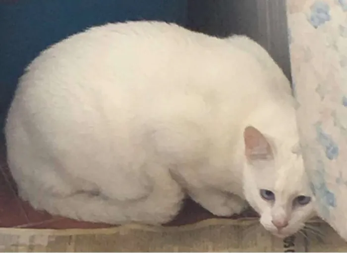 Gato ra a  idade 6 ou mais anos nome Artur