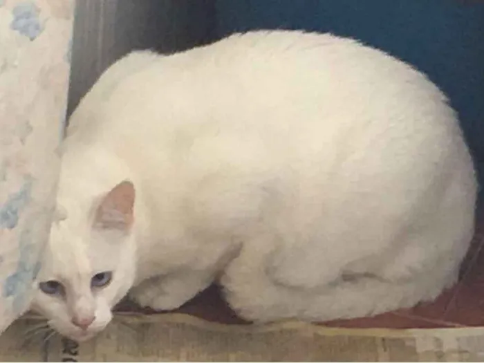 Gato ra a  idade 6 ou mais anos nome Artur