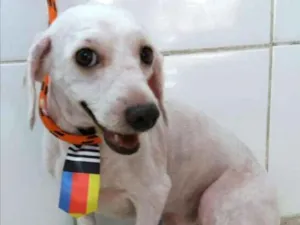 Cachorro raça Poodle idade 4 anos nome Gigante
