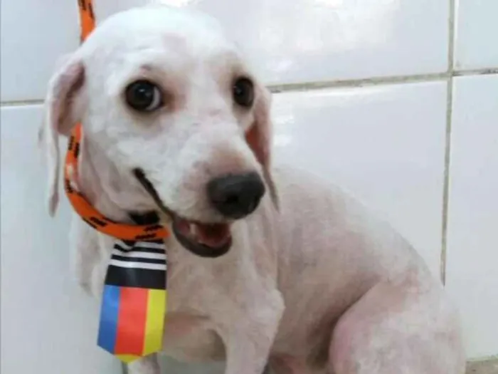 Cachorro ra a Poodle idade 4 anos nome Gigante