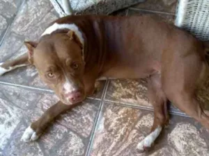 Cachorro raça Pitbull idade 1 ano nome Kyra
