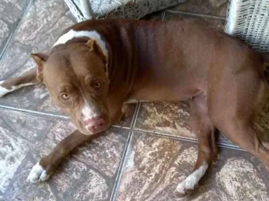 Cachorro ra a Pitbull idade 1 ano nome Kyra