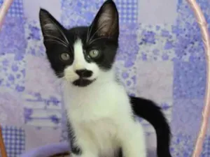 Gato raça SRD idade 2 a 6 meses nome Bono