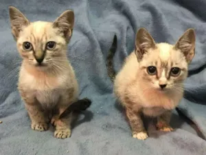 Gato raça siamesa idade Abaixo de 2 meses nome Lilli e Lila