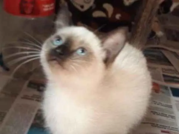 Gato ra a siamesa idade Abaixo de 2 meses nome Flor