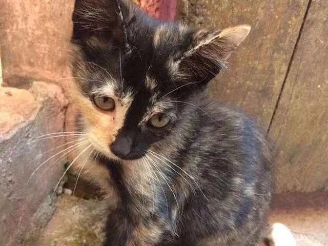 Gato ra a srd idade 2 a 6 meses nome Sunny