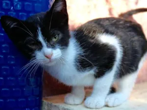 Gato raça SRD idade 2 a 6 meses nome Milli