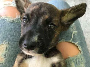 Cachorro raça srd idade 2 a 6 meses nome F
