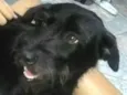 Dalila