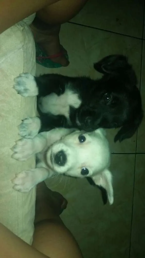 Cachorro ra a SRD idade 2 a 6 meses nome Sem nome