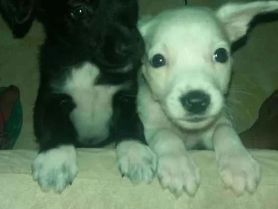 Cachorro ra a SRD idade 2 a 6 meses nome Sem nome