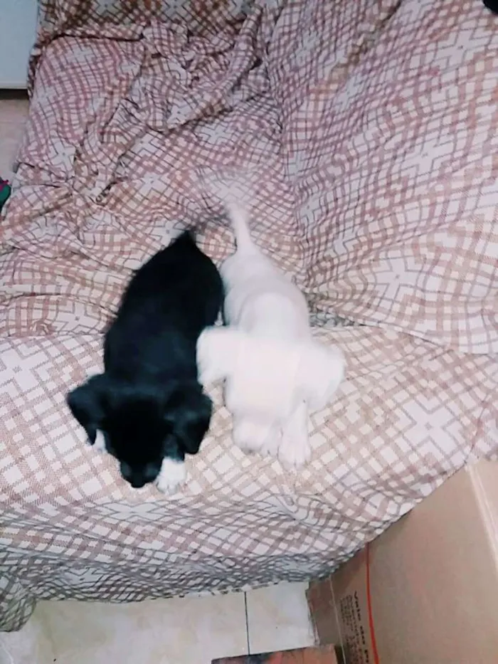 Cachorro ra a SRD idade 2 a 6 meses nome Sem nome