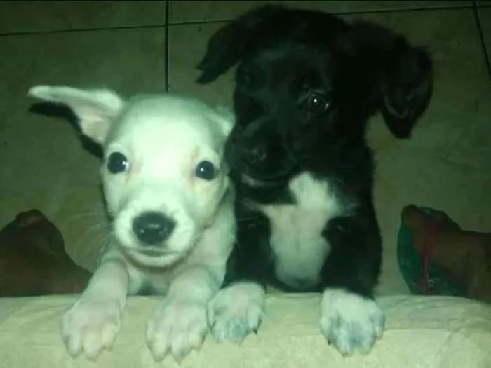 Cachorro ra a SRD idade 2 a 6 meses nome Sem nome
