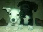 Cachorro raça SRD idade 2 a 6 meses nome Sem nome