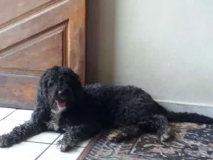 Cachorro raça Poodle  Mixer idade 2 anos nome Duda