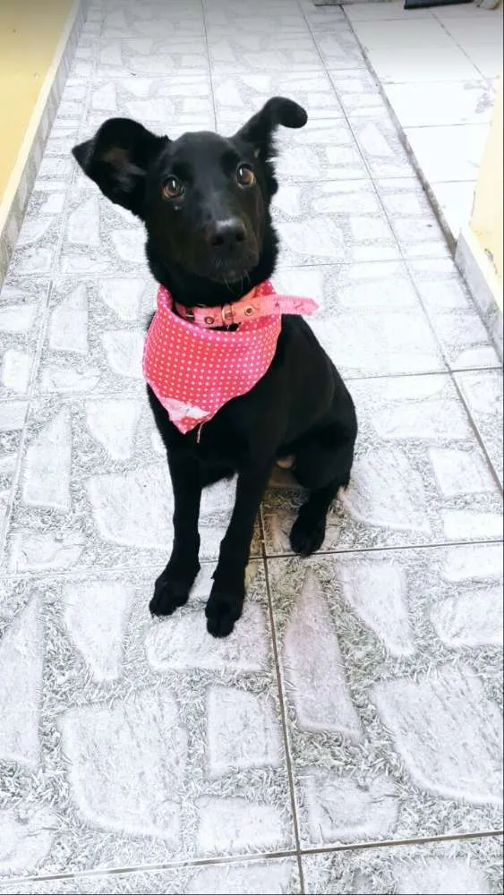 Cachorro ra a ? idade 2 a 6 meses nome Crystal