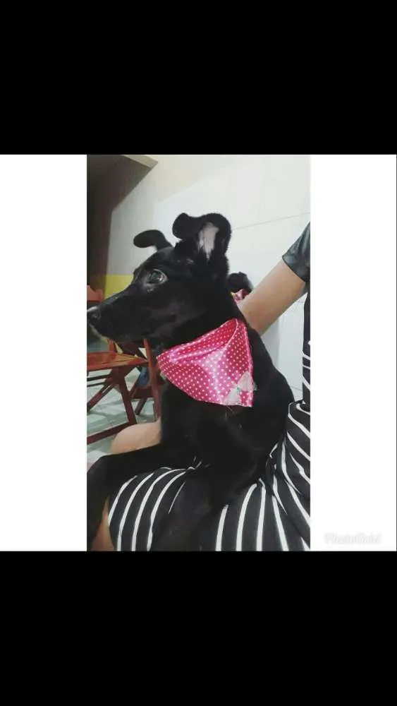 Cachorro ra a ? idade 2 a 6 meses nome Crystal