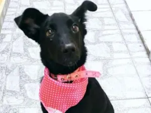 Cachorro raça ? idade 2 a 6 meses nome Crystal