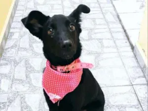 Cachorro raça ? idade 2 a 6 meses nome Crystal
