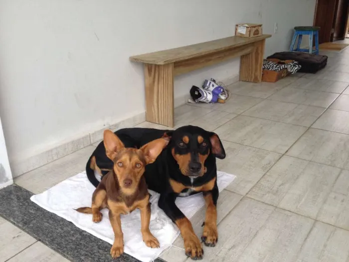 Cachorro raça Doberman/Boxer idade 2 anos nome Xerife
