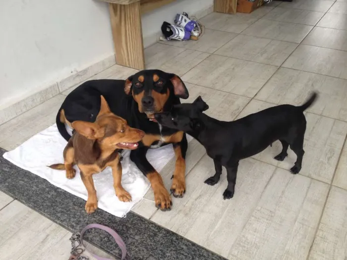 Cachorro raça Doberman/Boxer idade 2 anos nome Xerife