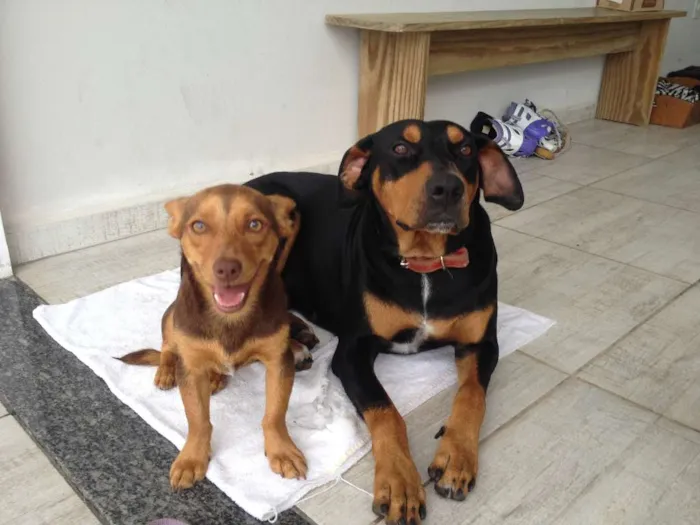 Cachorro raça Doberman/Boxer idade 2 anos nome Xerife