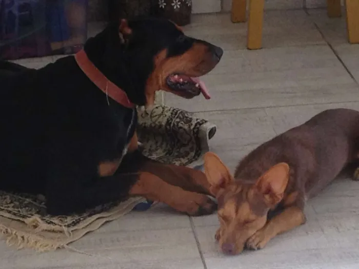 Cachorro raça Doberman/Boxer idade 2 anos nome Xerife