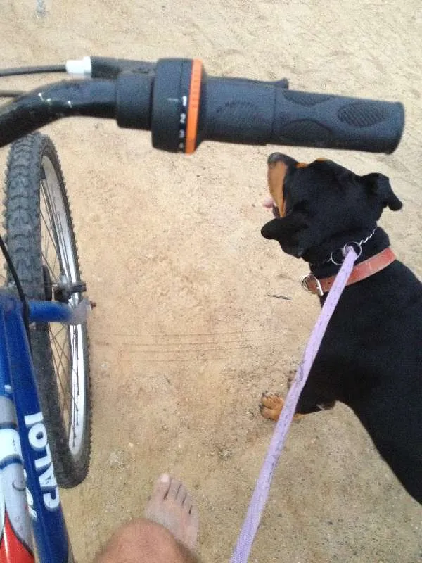 Cachorro raça Doberman/Boxer idade 2 anos nome Xerife