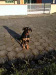 Xerife