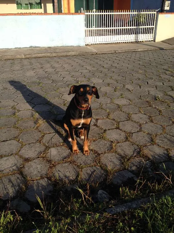 Cachorro raça Doberman/Boxer idade 2 anos nome Xerife