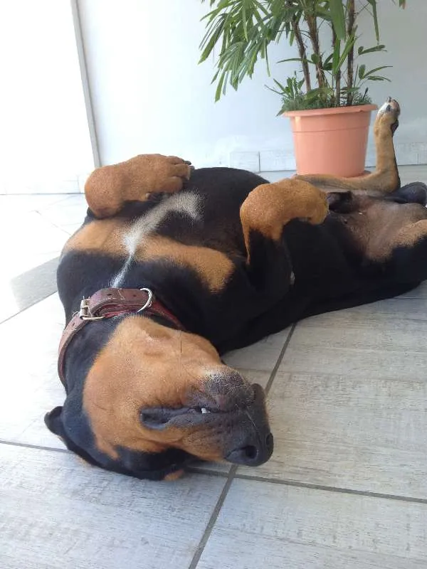 Cachorro raça Doberman/Boxer idade 2 anos nome Xerife