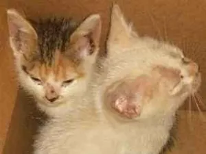 Gato raça  idade Abaixo de 2 meses nome nao tem