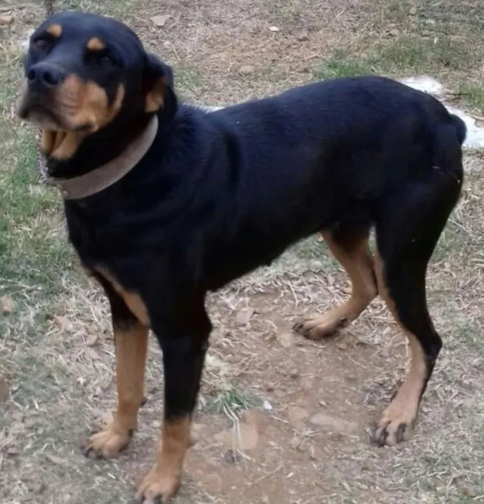 Cachorro ra a rottweiler idade 4 anos nome Mel