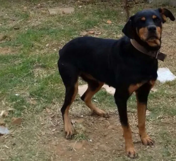 Cachorro ra a rottweiler idade 4 anos nome Mel