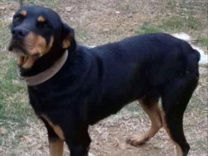 Cachorro raça rottweiler idade 4 anos nome Mel