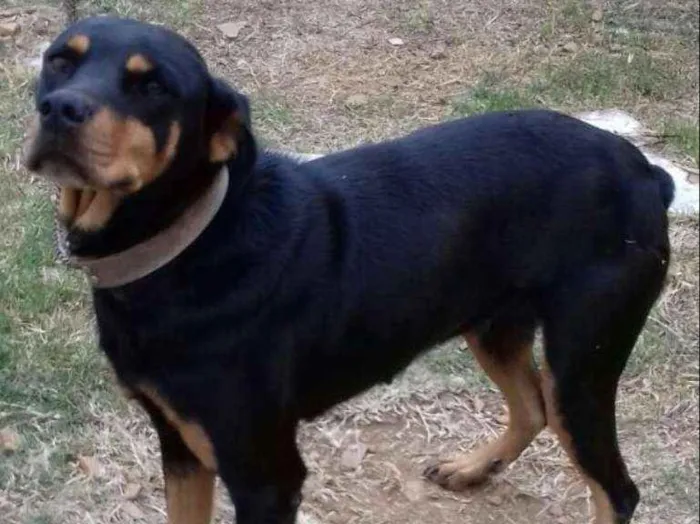 Cachorro ra a rottweiler idade 4 anos nome Mel