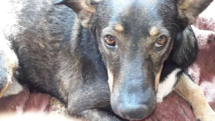 Cachorro raça SRD idade 1 ano nome Vitorio