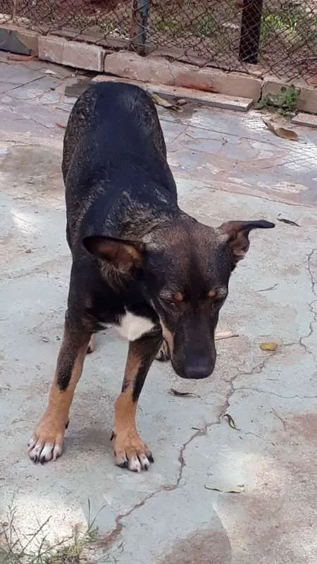 Cachorro raça SRD idade 1 ano nome Vitorio
