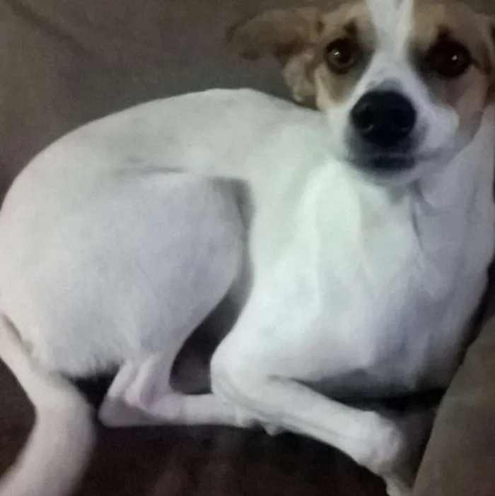 Cachorro ra a Vira lata idade 4 anos nome Madona 