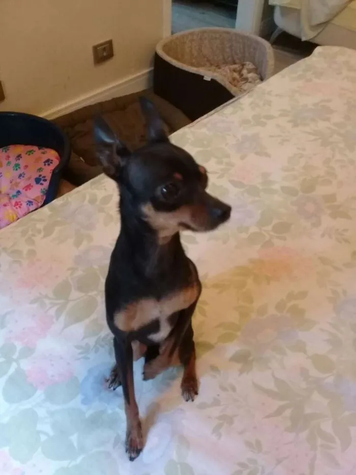 Cachorro ra a Pinscher  idade 2 anos nome Tigrao