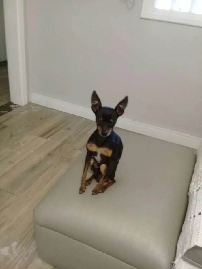 Cachorro ra a Pinscher  idade 2 anos nome Tigrao