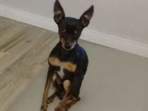 Cachorro ra a Pinscher  idade 2 anos nome Tigrao