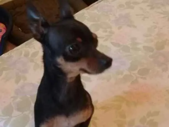 Cachorro ra a Pinscher  idade 2 anos nome Tigrao