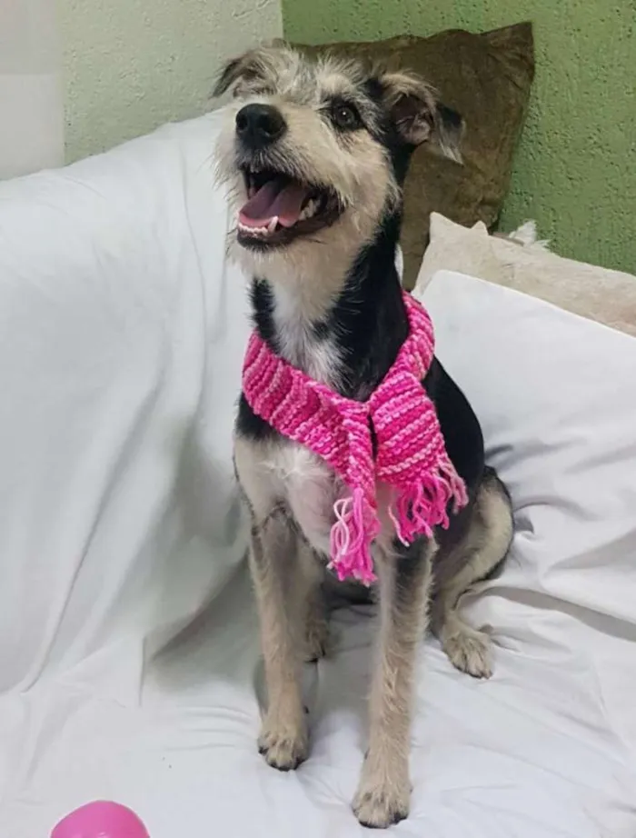 Cachorro ra a Srd ( estopinha ) idade 7 a 11 meses nome Sofia