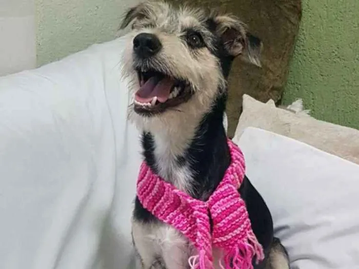 Cachorro ra a Srd ( estopinha ) idade 7 a 11 meses nome Sofia