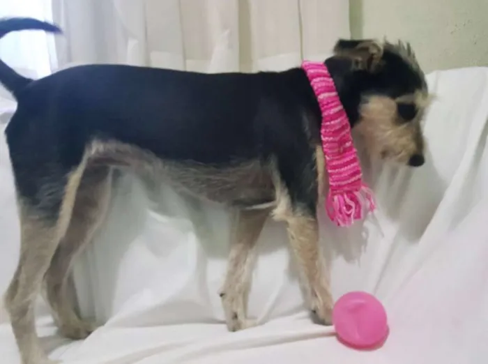 Cachorro ra a Srd ( estopinha ) idade 7 a 11 meses nome Sofia