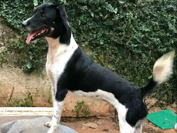 Cachorro ra a SRD idade  nome Biel