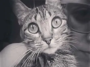 Gato raça sem raça especificamente  idade 4 anos nome Charlotte