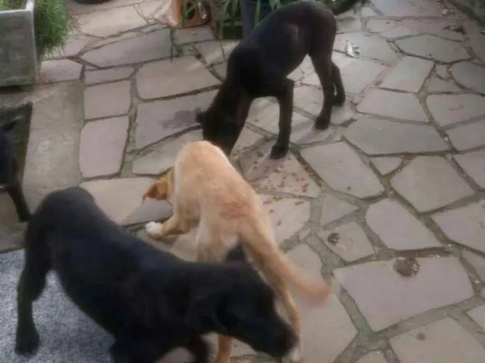 Cachorro ra a Boxer com Vira Lata idade 2 a 6 meses nome Rex e Kiko