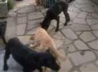 Cachorro raça Boxer com Vira Lata idade 2 a 6 meses nome Rex e Kiko